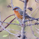 Rusty-browed Warbling Finch (image by János Oláh)