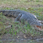 Saltwater Crocodile (image by Richard Drew)