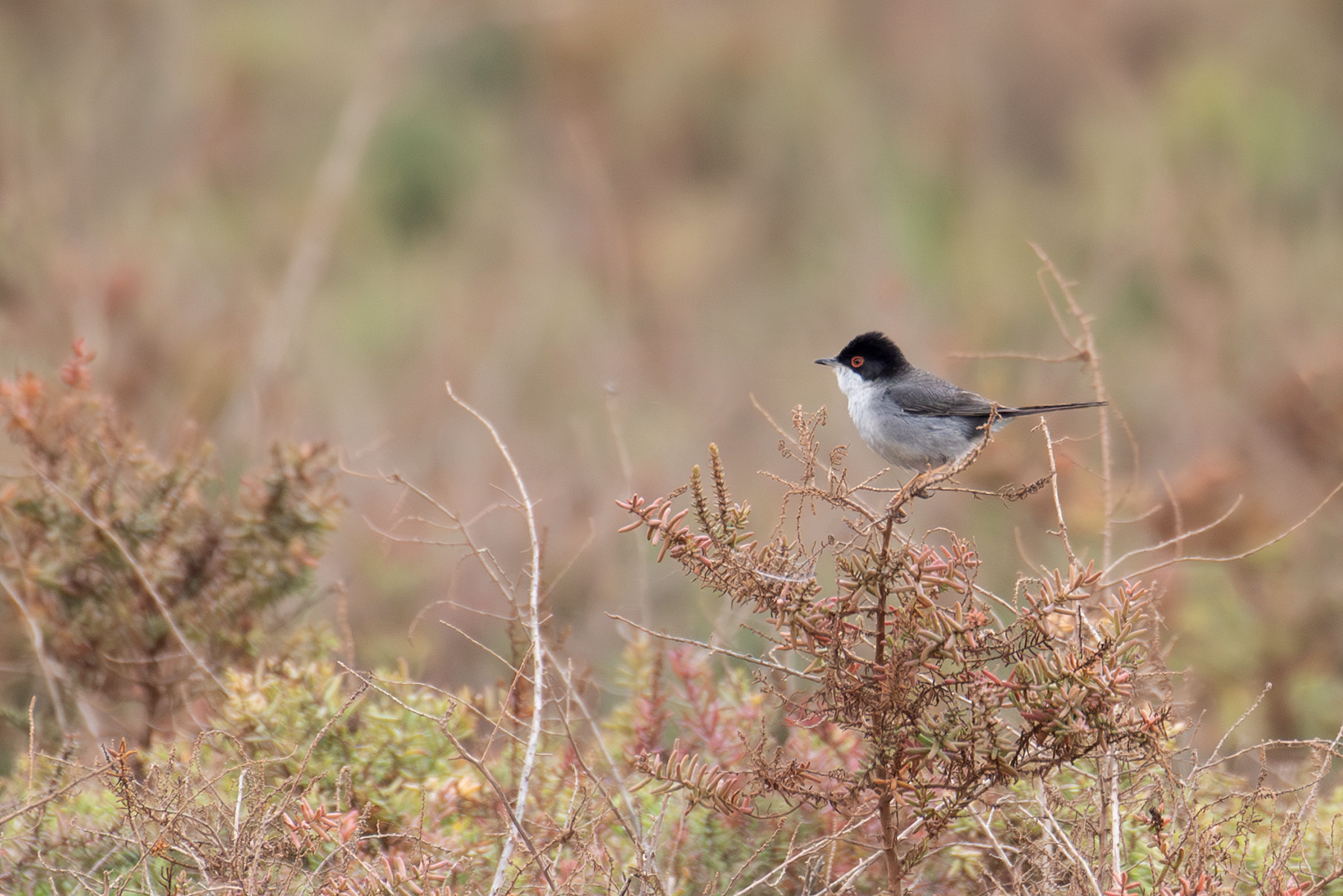 Sardinian Warbler (image by Diedert Koppenol)