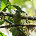 female Scaled Fruiteater (image by Leonardo Garrigues)