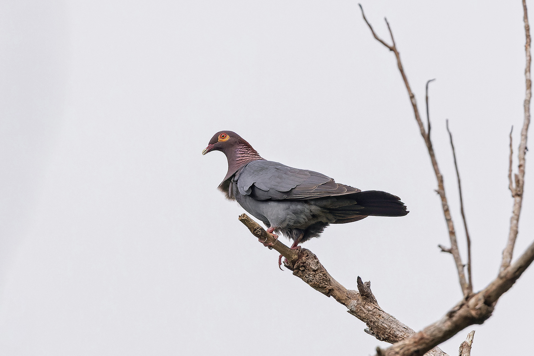 Scaly-naped Pigeon (image by Pete Morris)