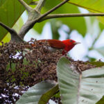 Scarlet-and-white Tanager (image by Leonardo Garrigues)
