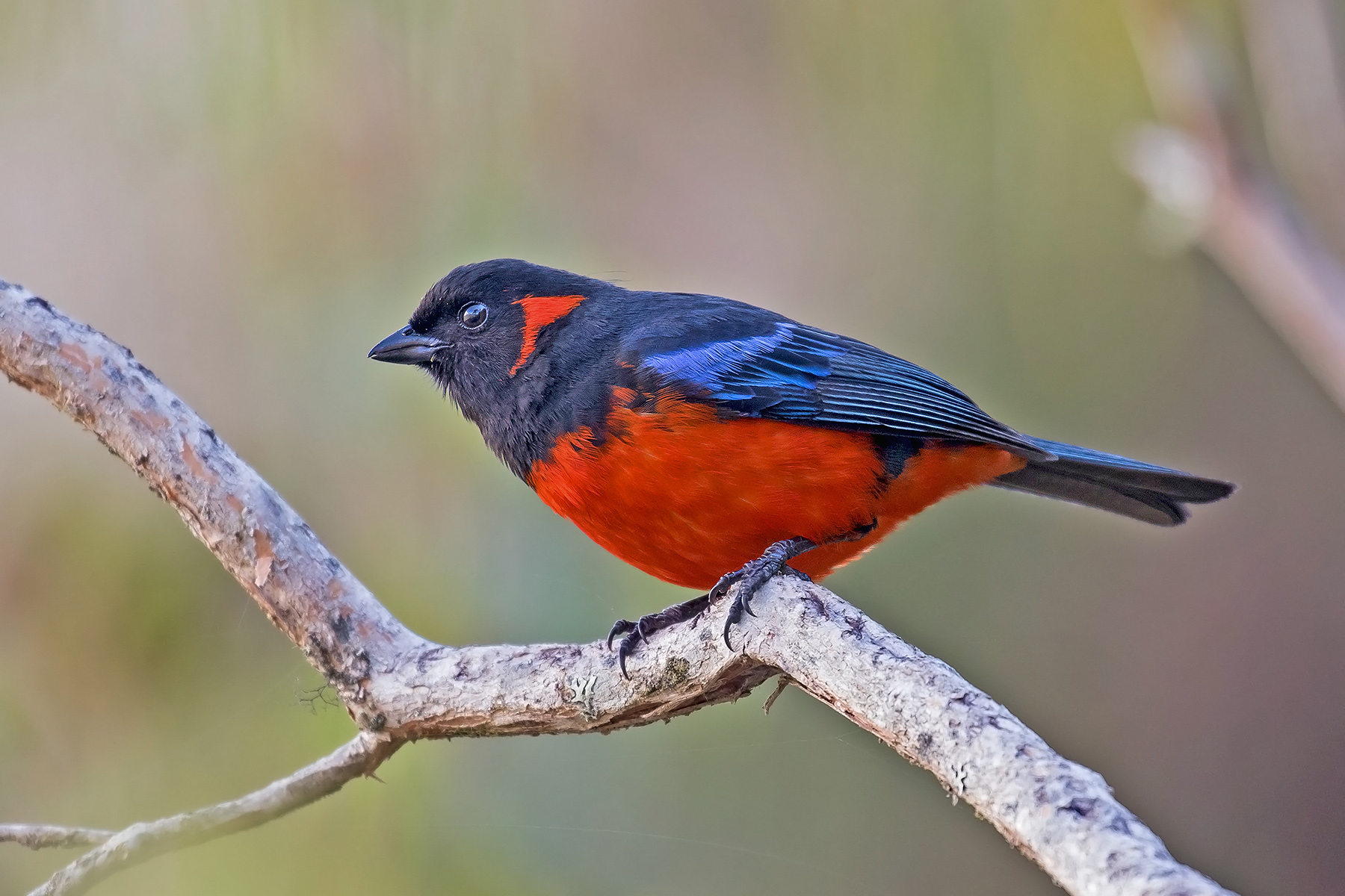 Scarlet-bellied Mountain Tanager (image by Pete Morris)