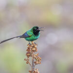 Scarlet-tufted Sunbird (image by Pete Morris)