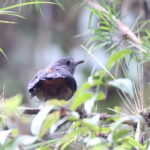 Scimitar-winged Piha (image by János Oláh)