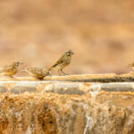 Sclater's Lark (image by Alec Gillespie)