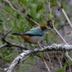 Scrub Tanager (image by Leonardo Garrigues)
