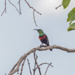 Shelley's Sunbird (image by Pete Morris)