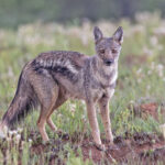 Side-striped Jackal (image by Pete Morris)