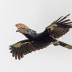 Silvery-cheeked Hornbill (image by Pete Morris)