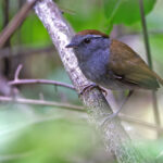 male Slaty Gnateater (image by János Oláh)