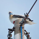 Sleepy Red-footed Booby on the ship (image by Craig Robson)