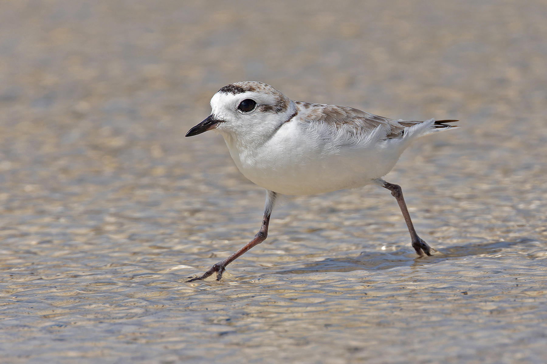 Snowy Plover (image by Pete Morris)