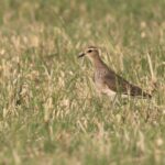 Sociable Lapwing (image by John Oates)