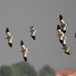 Sociable Lapwing (image by John Oates)