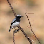 Somali Wheatear (image by Mark Beaman)