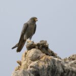 Sooty Falcon (image by John Oates)