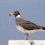 Sooty Gull (image by John Oates)