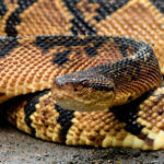 South American Bushmaster (image by Leonardo Garrigues)