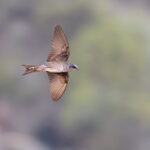 Southern Martin (image by János Oláh)