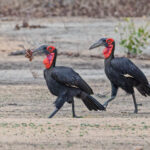 Southern Ground Hornbills (image by Pete Morris)