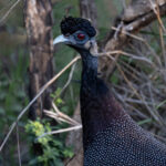 Southern Crested Guineafowl (image by Simon Mitchell)