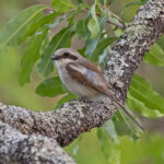 Souza's Shrike (image by Pete Morris)