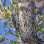 Speckle-throated Woodpecker (image by Pete Morris)