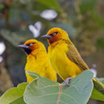 Spectacled Weaver (image by Pete Morris)