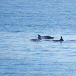Spinner Dolphins (image by Craig Robson)