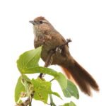 Spot-breasted Thornbird (image by János Oláh)