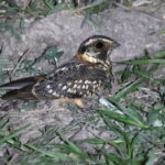 Spot-tailed Nightjar (image by János Oláh)