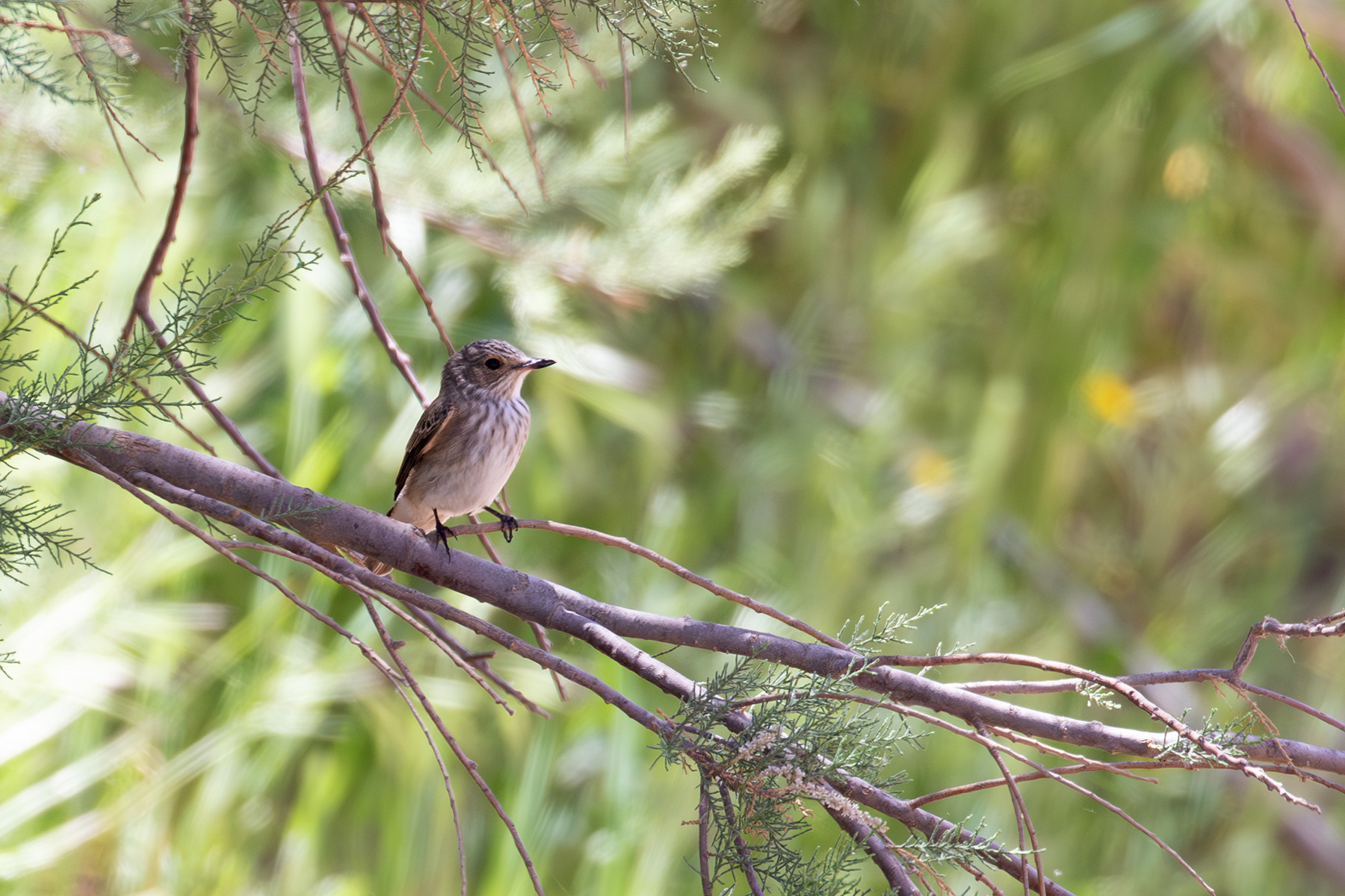 Spotted Flycatcher (image by Diedert Koppenol)