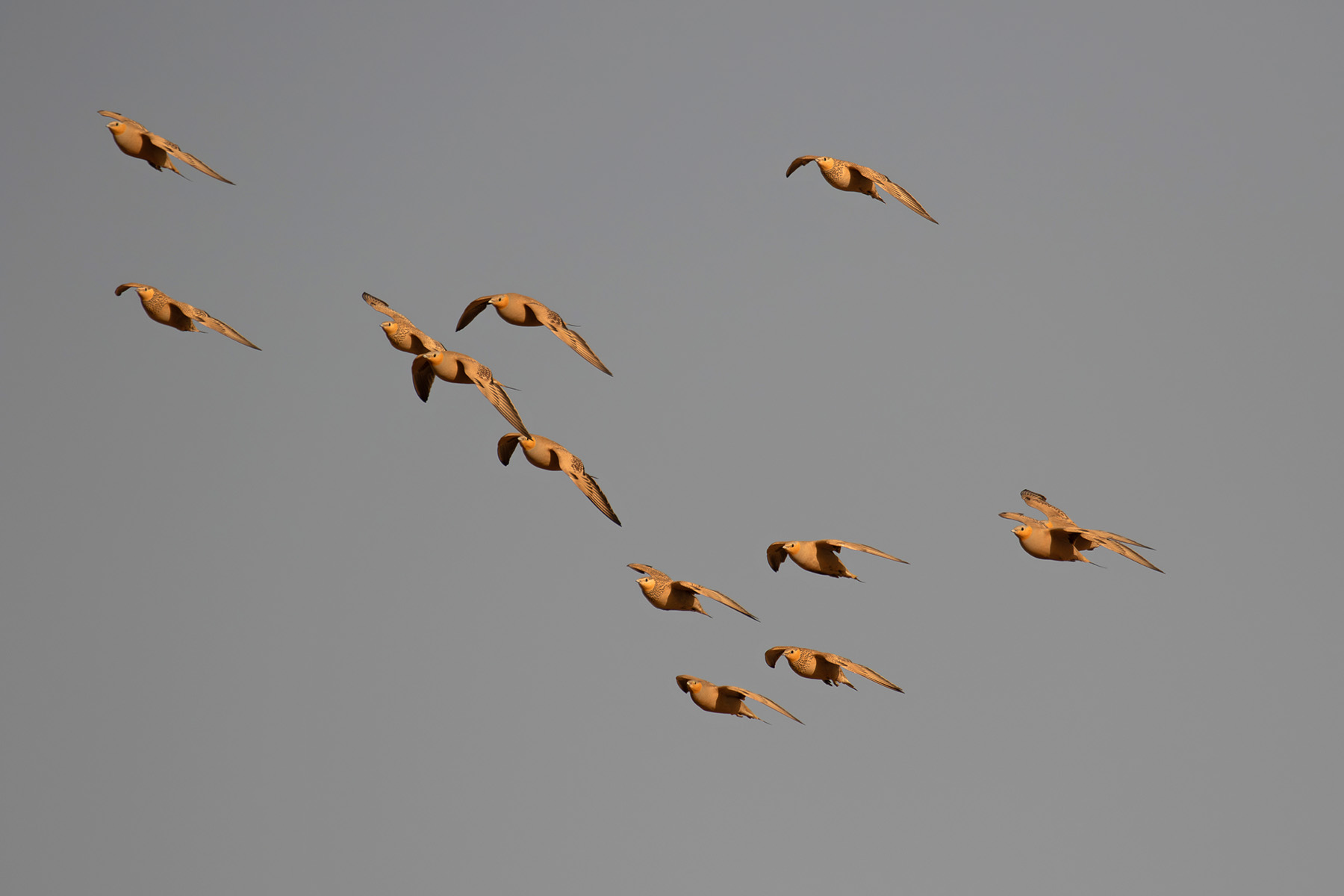 Spotted Sandgrouse (image by Diedert Koppenol)