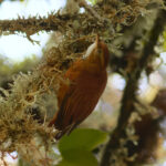 Star-chested Treerunner (image by Leonardo Garrigues)