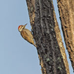 Stierling's Woodpecker (image by Pete Morris)