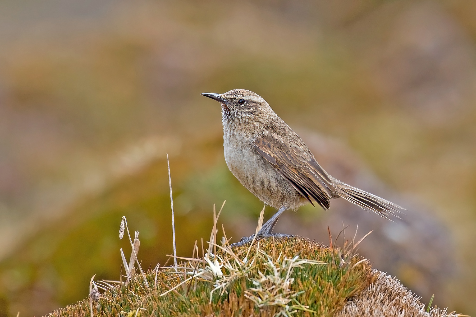Streak-throated Canastero (image by Pete Morris)