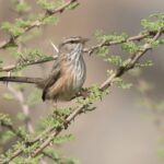 Streaked Scrub Warbler (image by John Oates)