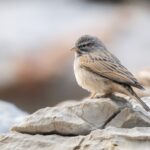 Striolated Bunting (image by John Oates)
