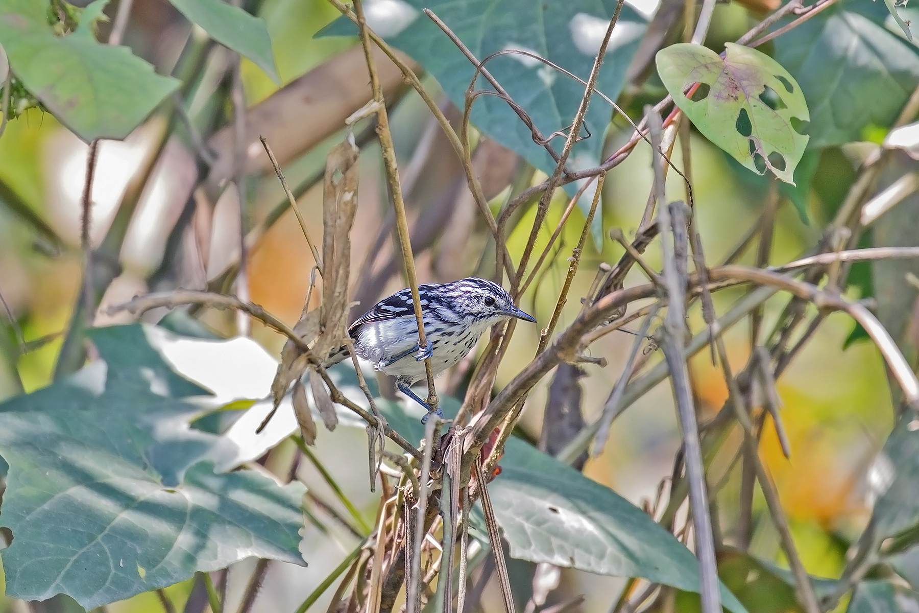 Stripe-chested Antwren (image by Pete Morris)