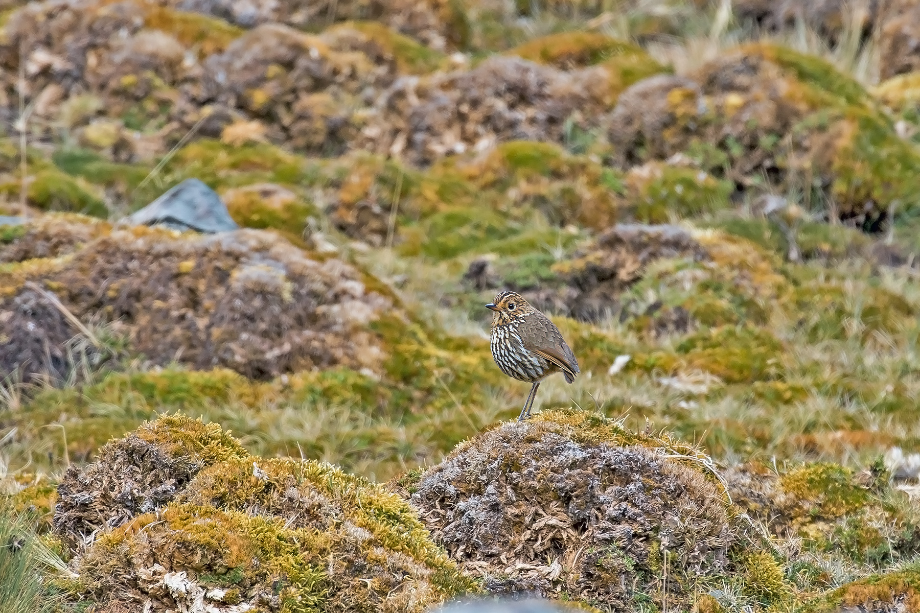 Stripe-headed Antpitta (image by Pete Morris)