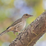 Striped Pipit (image by Pete Morris)