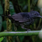 Stub-tailed Antbird (image by Leonardo Garrigues)