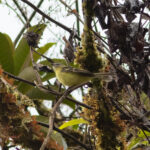 Sulphur-bellied Tyrannulet (image by Leonardo Garrigues)