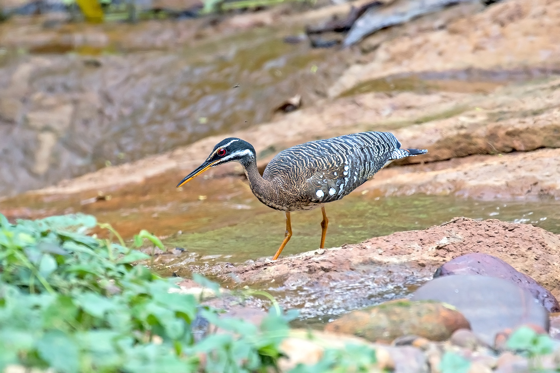 Sunbittern (image by Pete Morris)