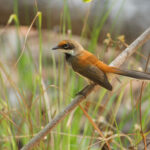 Supertramp (Arafura) Fantail on Kalaotoa (image by Craig Robson)