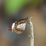 Swamp Tiger on Kalaotoa (image by Craig Robson)