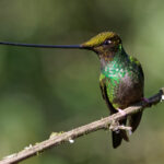 Sword-billed Hummingbird (image by Leonardo Garrigues)