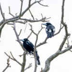 Tagula Butcherbirds (image by Mark Beaman)
