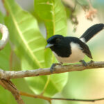 Tanahjampea Monarch (image by Craig Robson)